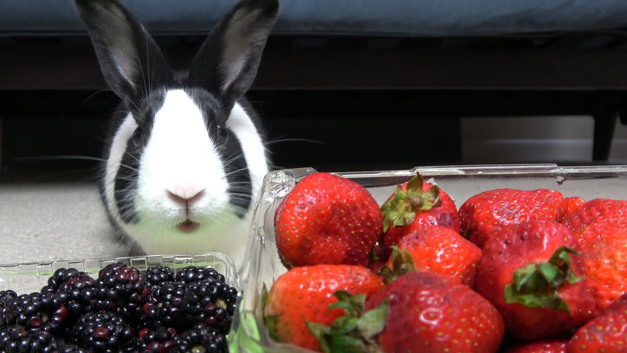 Rabbit Eating Challenge! Strawberry or Blackberry?