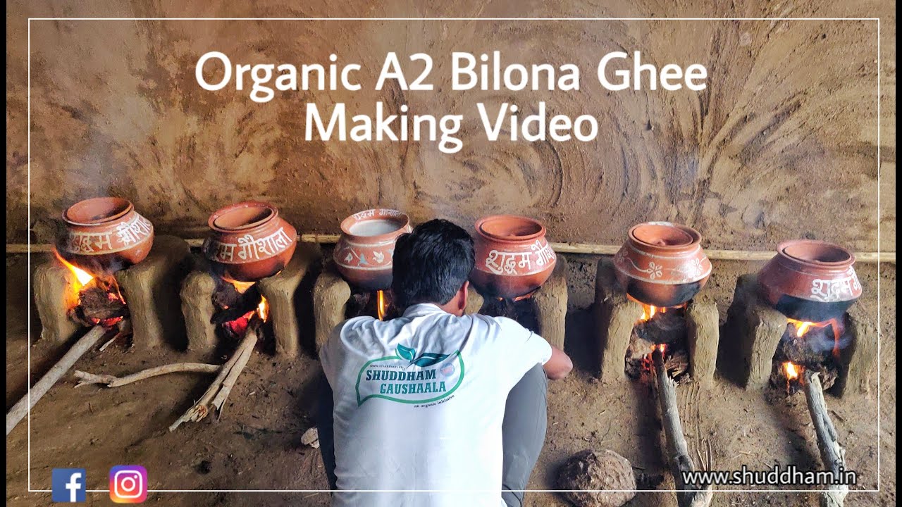 Desi A2 Bilona Cow ghee making process at Shuddham Gaushaala