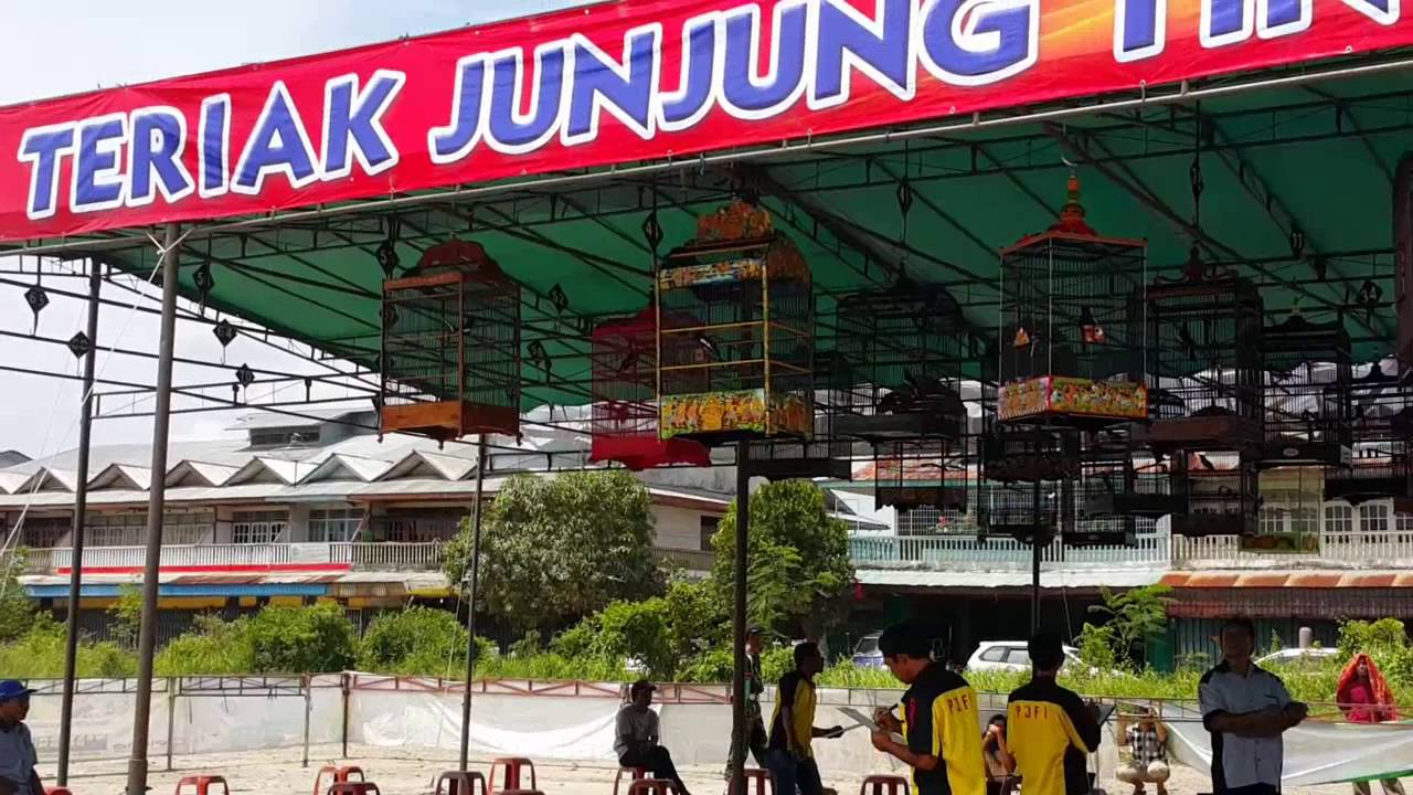 LOMBA KONTES KICAU BURUNG KACER SINGKAWANG KALBAR