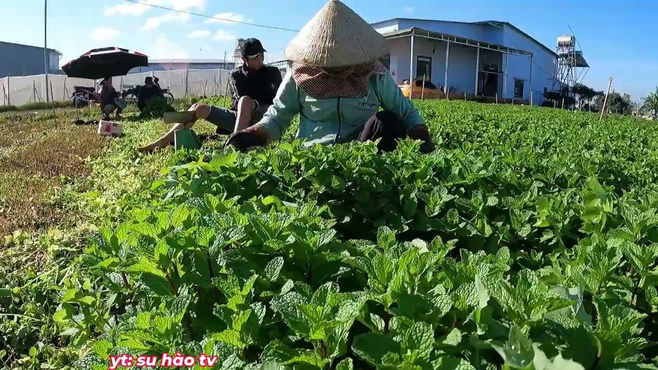 Rau Húng Lủi Rau Đẹp Mà Lại Rớt Gía Thu Hoạch Rau Húng Lủi| SU HÀO TV