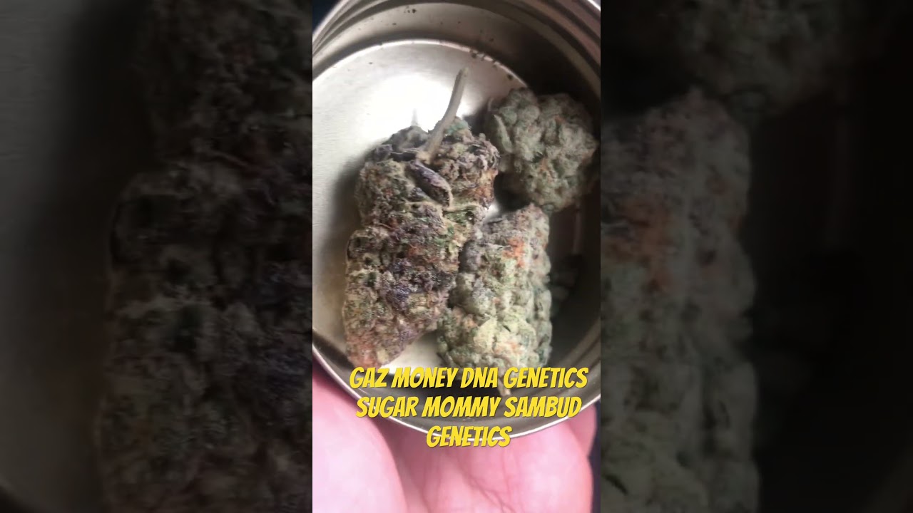 dna genetics gaz money