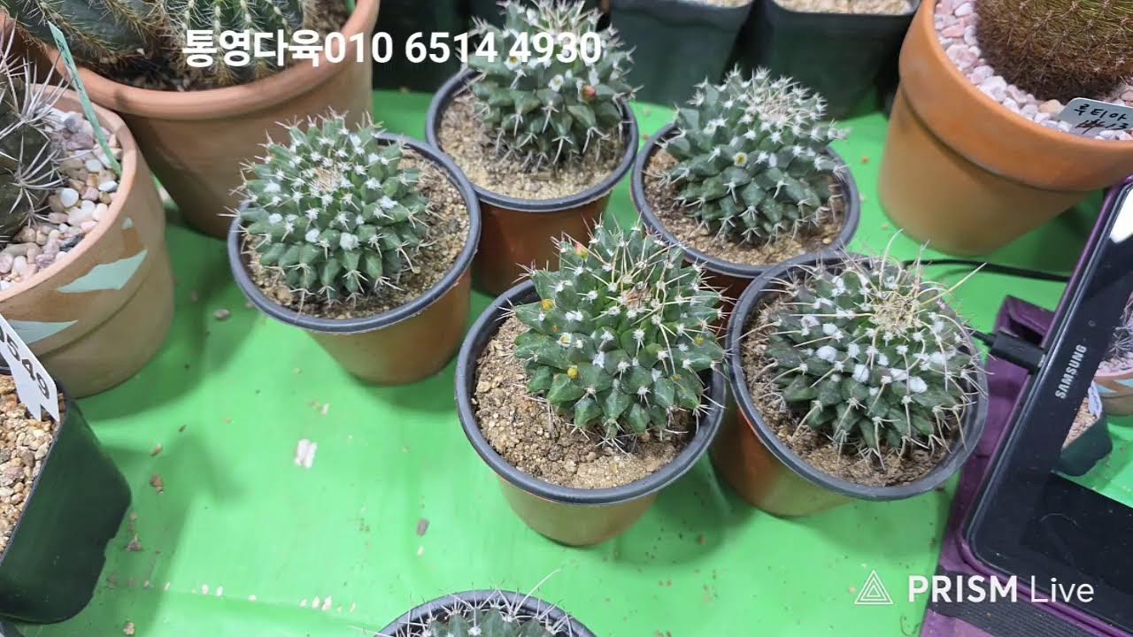 통영다육  라이브 방송