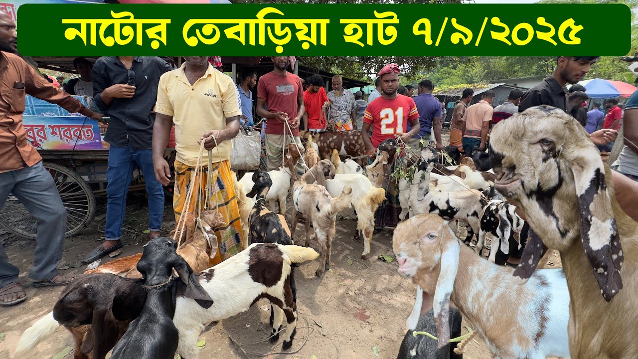 নাটোর তেবাড়িয়া হাট থেকে ছাগলের দাম জানুন 