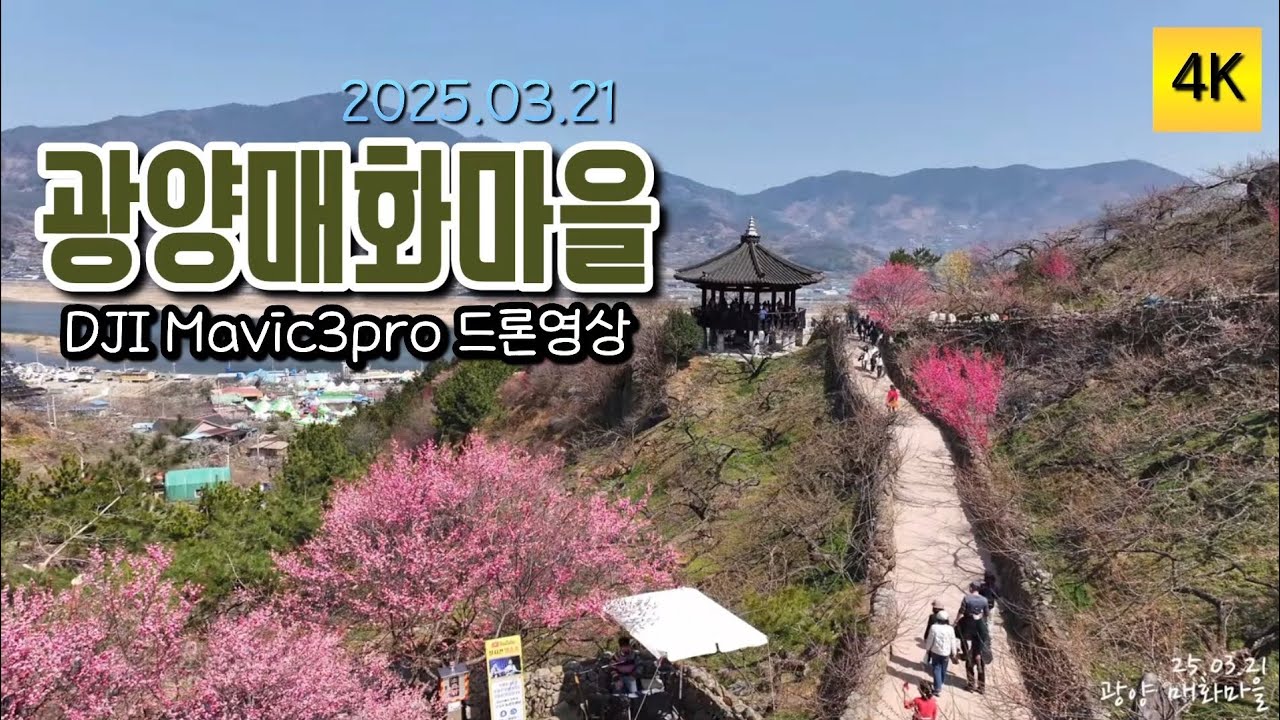 광양/매화마을/홍매화/봄꽃소식/4K드론영상