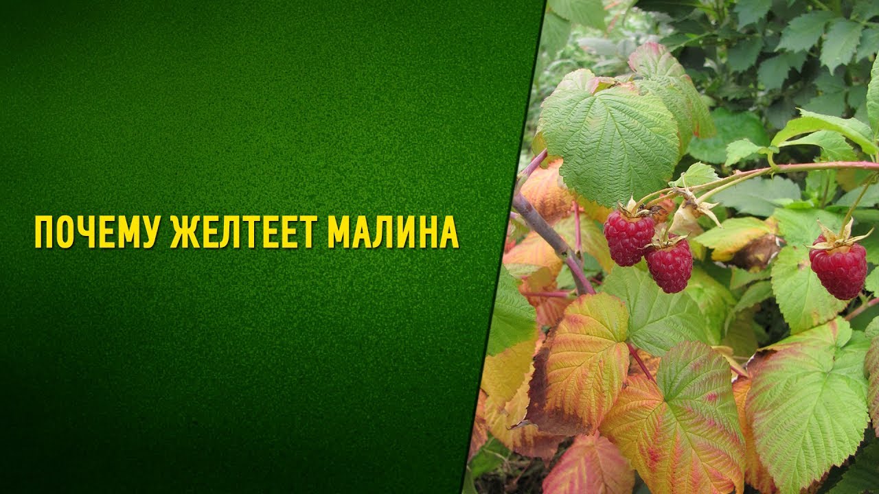 Почему желтеют листья малины Стеблевый и корневой рак!!!
