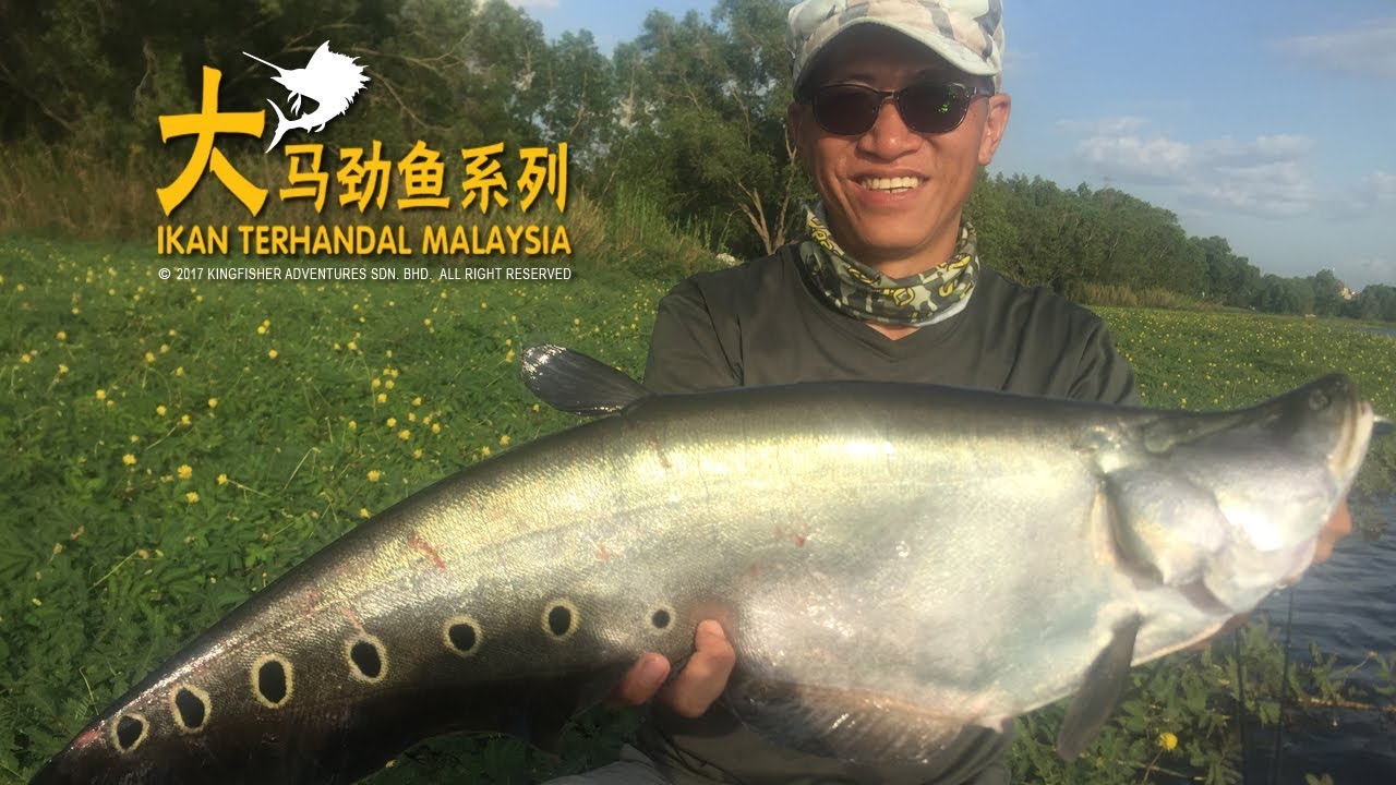 NO.174 LURING FEATHERBACK OFF MINING POND