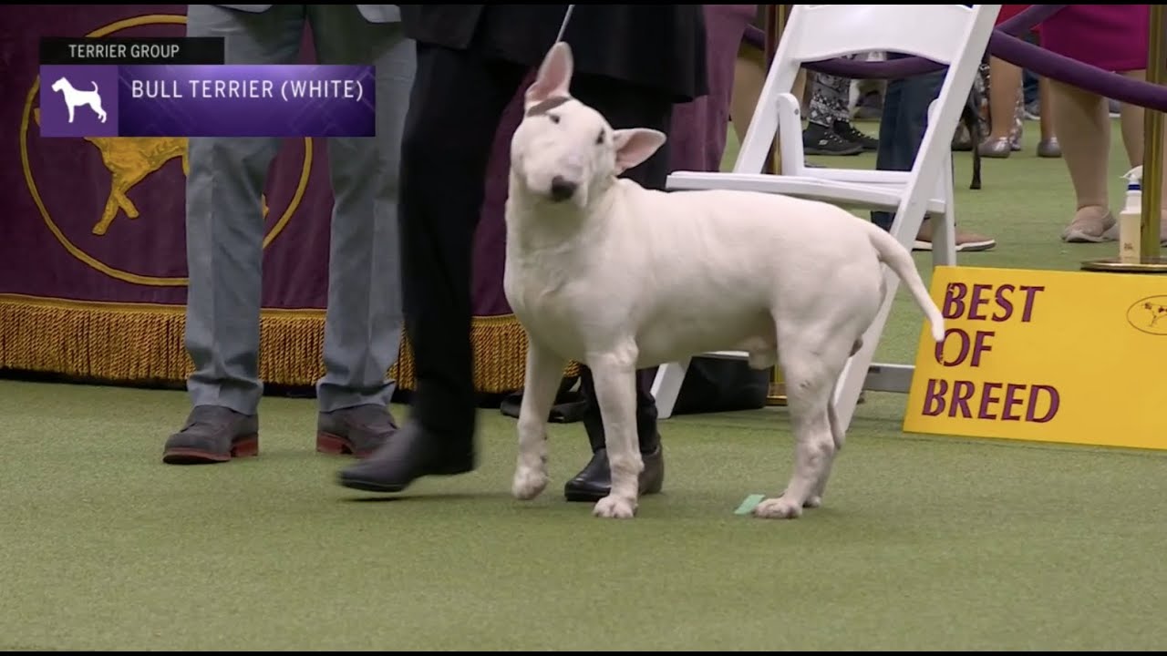 Bull Terriers (White) | Breed Judging 2023