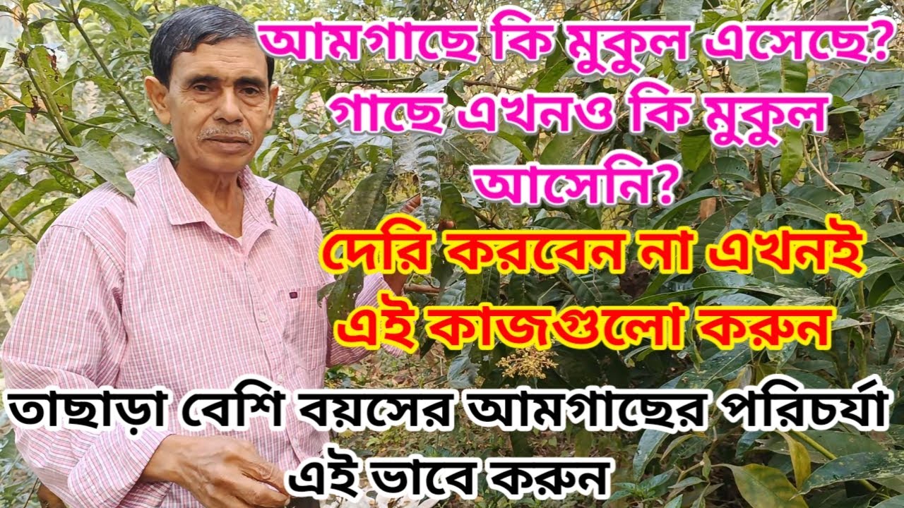 আমগাছে প্রচুর ফল পেতে হলে এখনই  এইভাবে পরিচর্যা করুন||