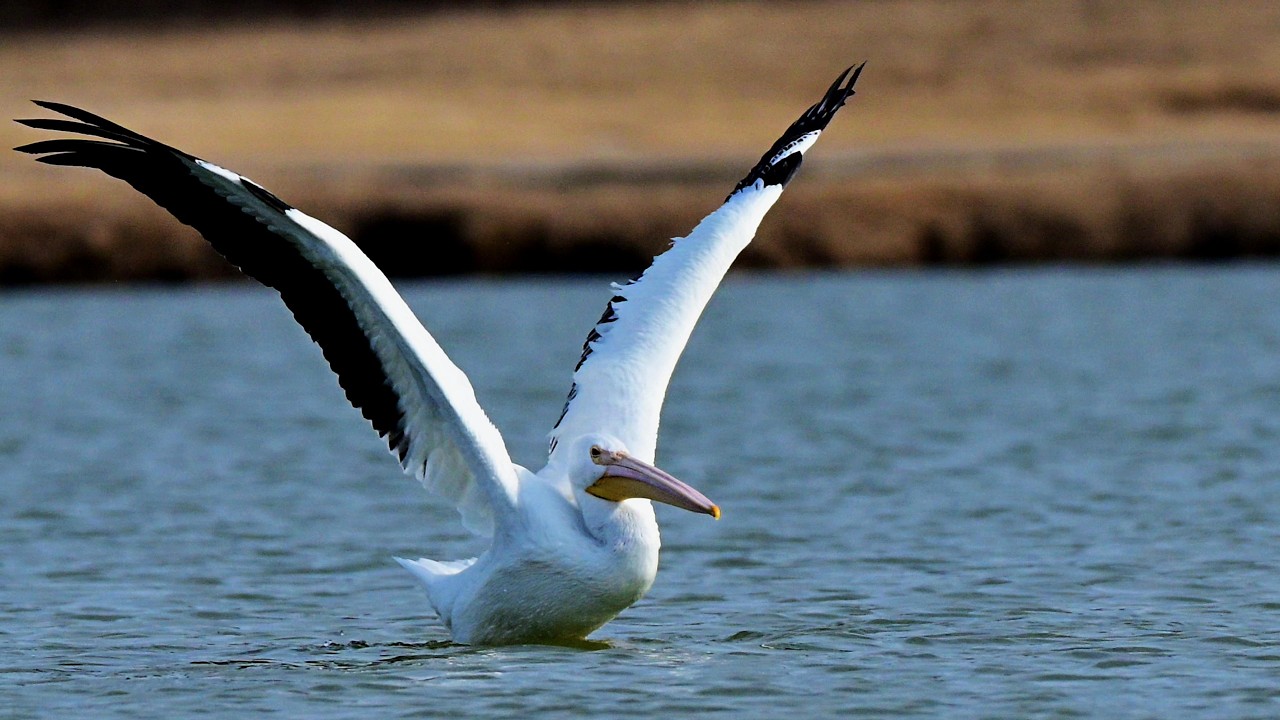A Tribute to a Migrating White Pelican