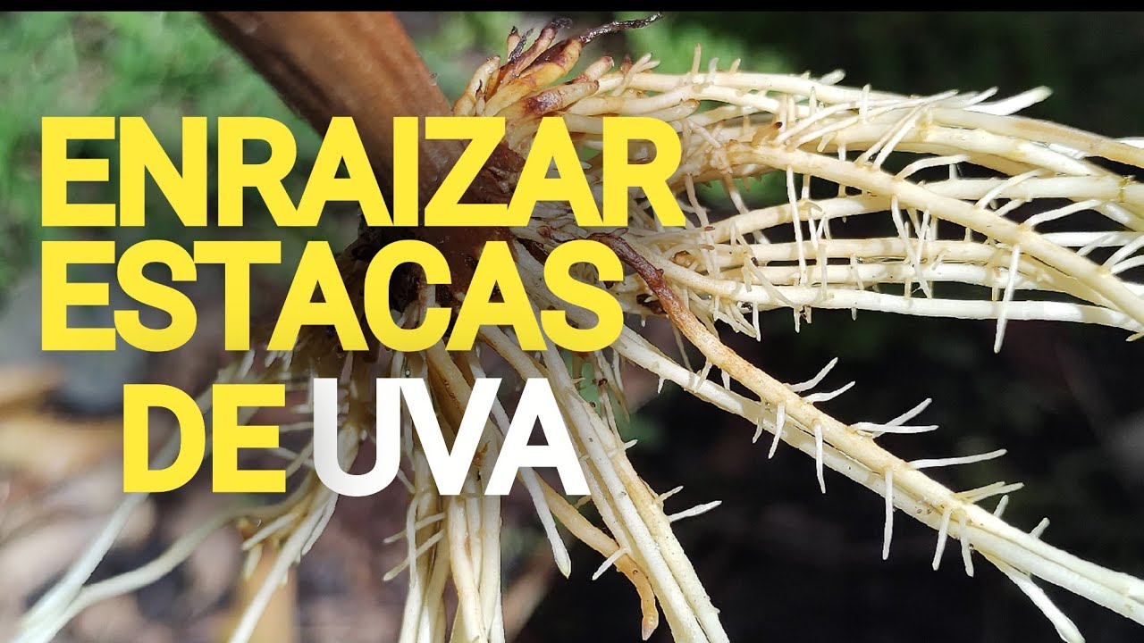 O SEGREDO pra Enraizar Estacas de Uva