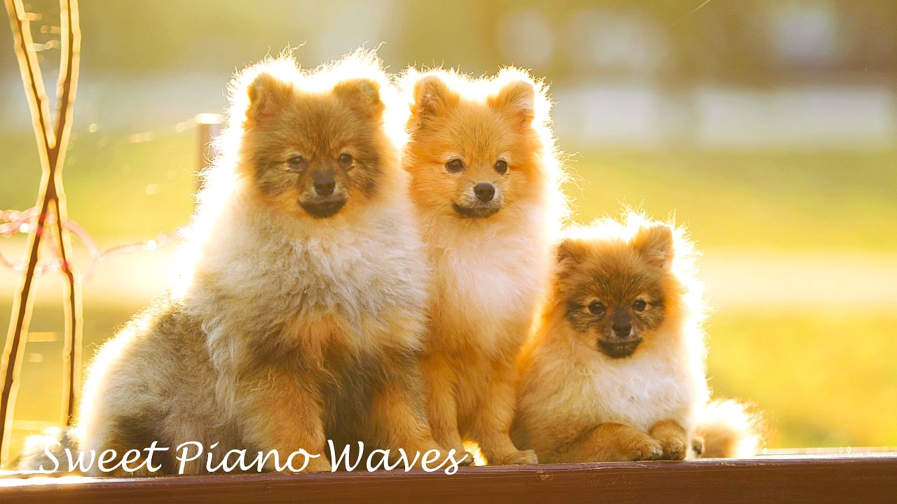 Relaxing Piano Music and Amazing Dogs - Soothing Relaxation Music for Stress Relief, Calming Music