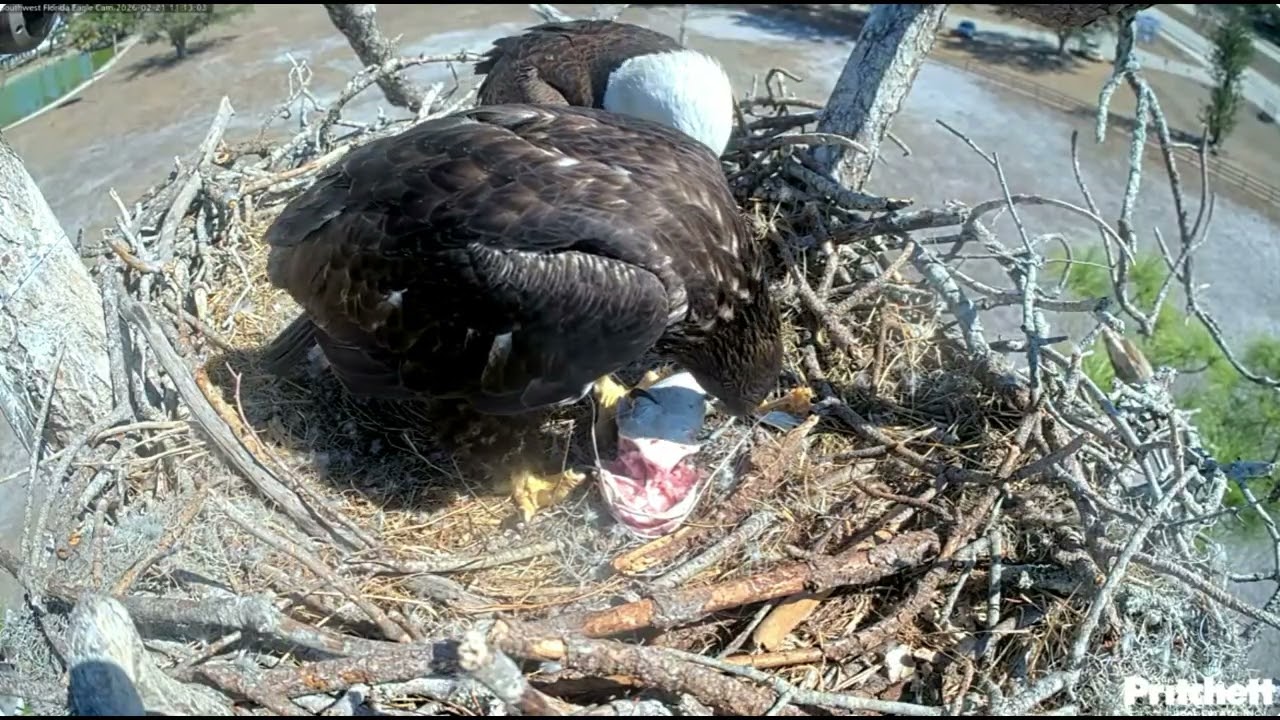 SWFL. 2 breakfish deliveries to the nest for 65 days old E26 /11:06, 11:25/ 2026-02-21