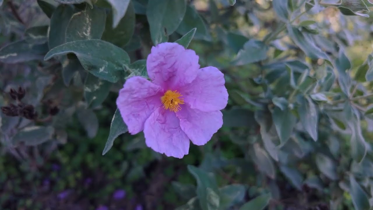 Medieval and Renaissance Style Music: Relaxing Nature Walk (4K)
