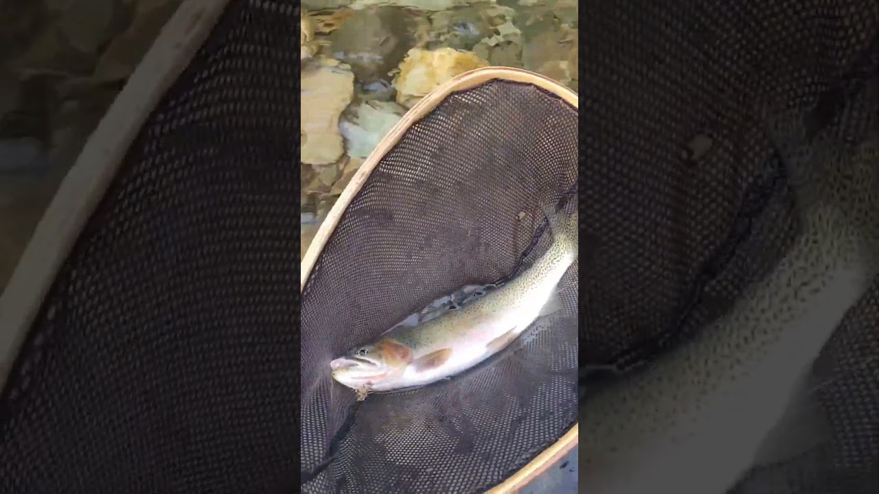 Flyfishing for Cutthroat Trout on the Skookumchuck River BC #fishing #epic #wildlife