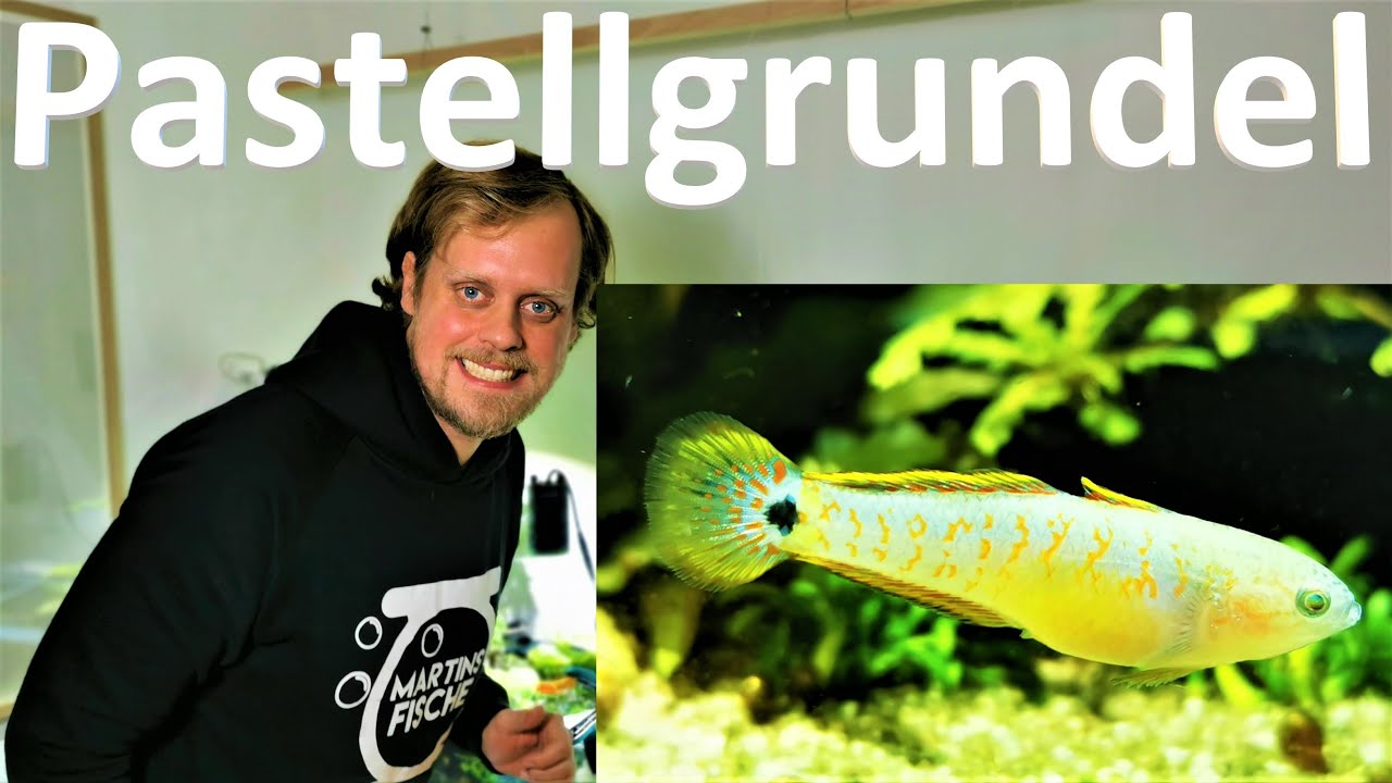 NEUE FISCHE im Uferaquarium - PASTELLGRUNDEL Tateurndina ocellicauda