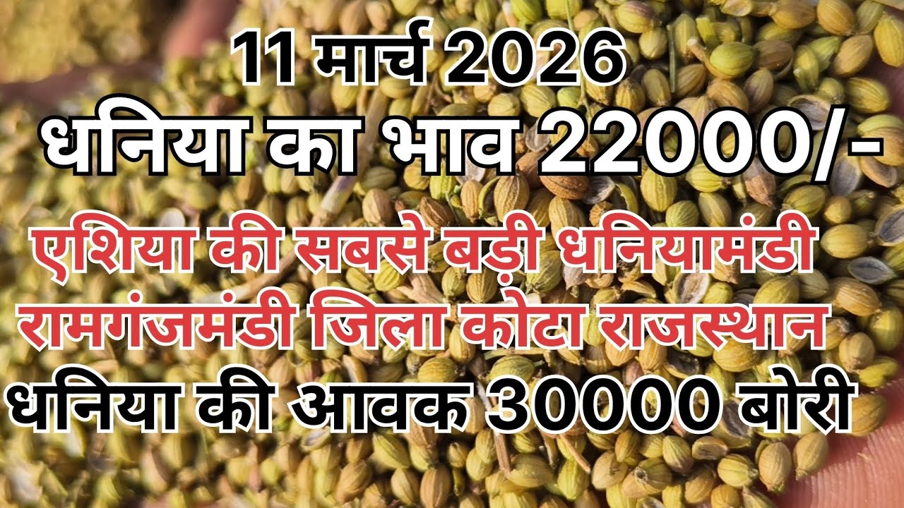 धनिया के भाव में तगड़ा उछाल ।।  एशिया की सबसे बड़ी धनियामंडी ।। धनियामंडी रामगंजमंडी ।। Coriander