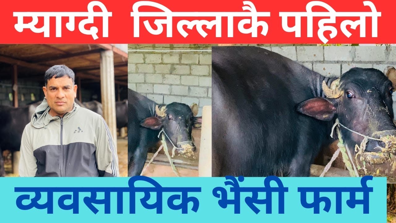 म्याग्दी  जिल्लाकै पहिलो व्यवसयिक भैंसी फार्म,भैसि  पाल्न  मन हुनेले हेर्नैपर्ने video