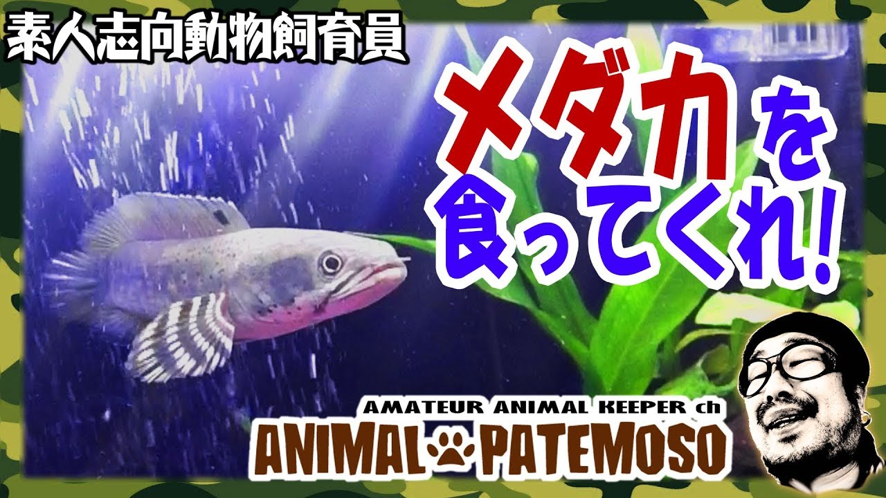 スネークヘッドにメダカを食わせる!【チャンナ・プルクラ】【熱帯魚】【アクアリウム】