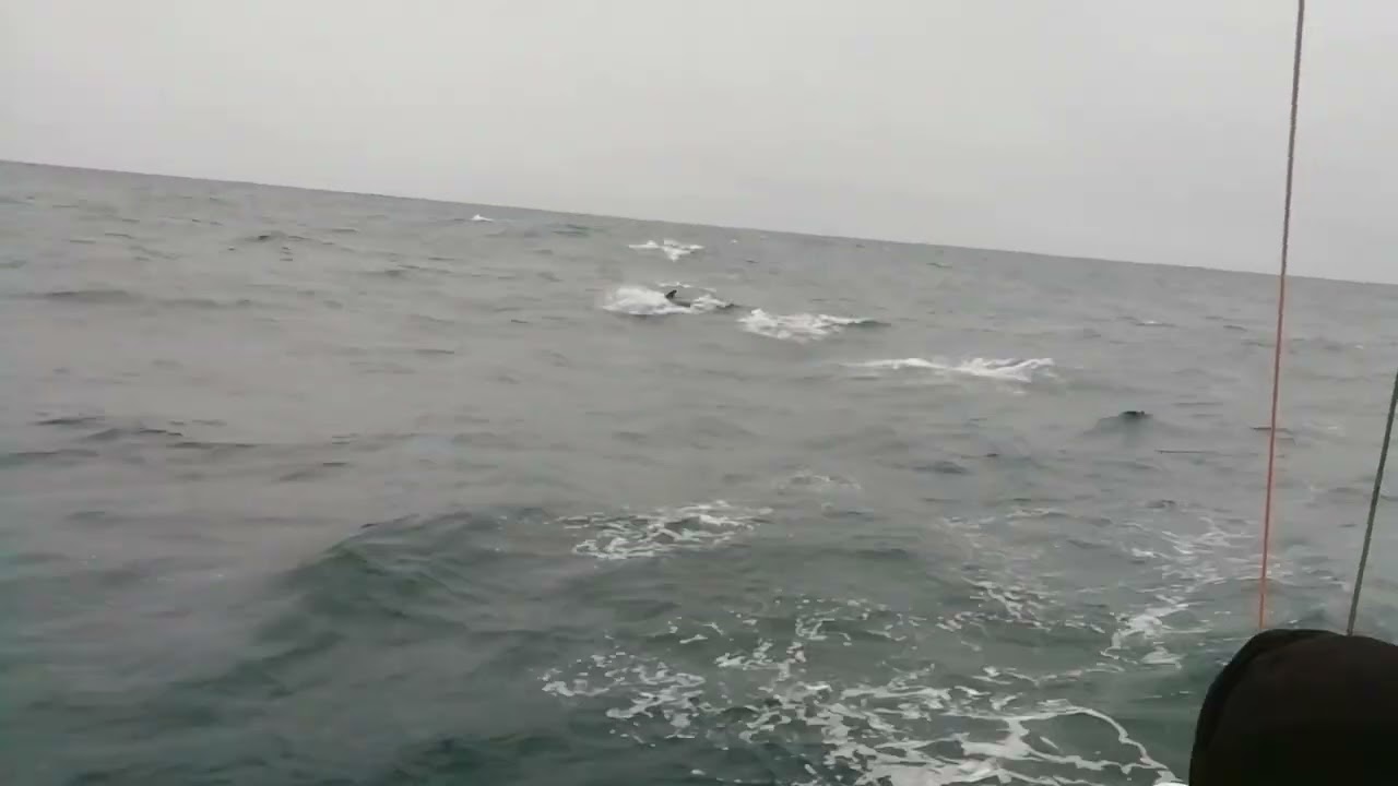 s/y Diana Laurin 32/ pokaz grindwali, FO---IS, rejs '24