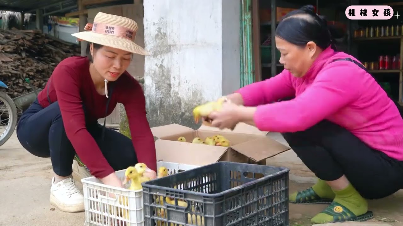 将养殖6个月的鸭子全部卖给闺蜜，重新买一批鸭苗回来饲养 