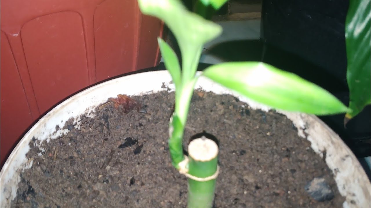 como plantar bambu da sorte passo a passo