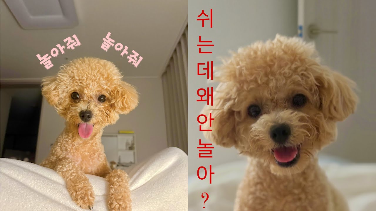 아파서 연차썼는데 얼굴공격에당함(feat 이러는데 안놀아줘..?)