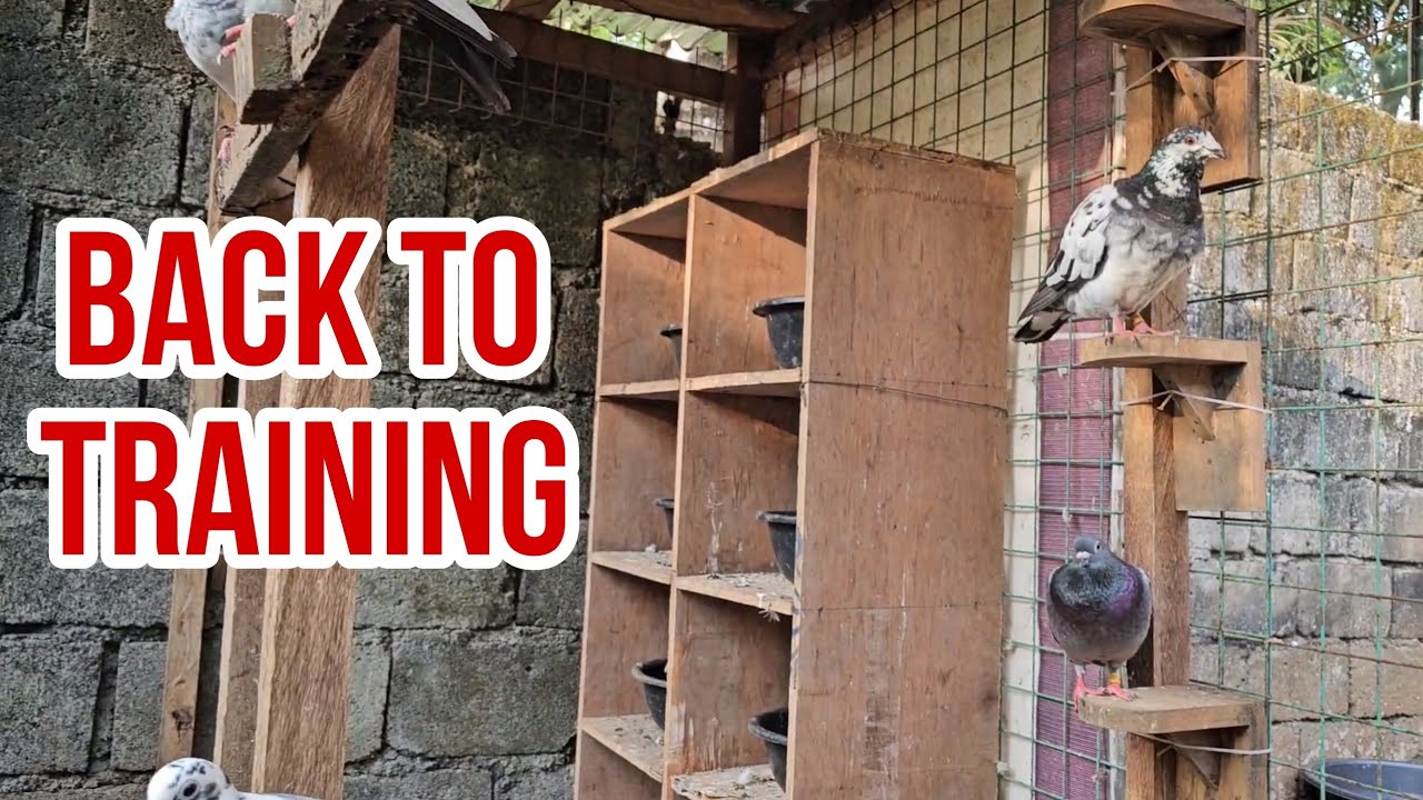 Ready na for South Derby Race