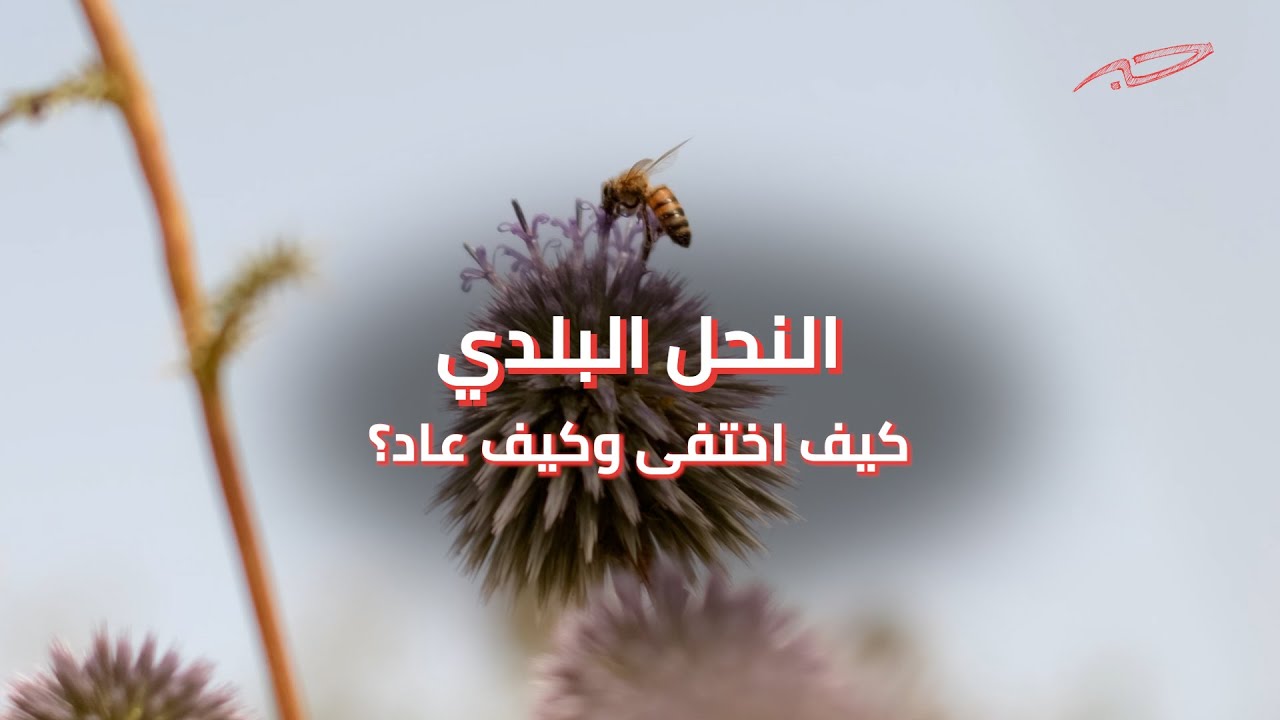 كيف اختفى النحل البلدي في الأردن؟ وكيف عاد؟