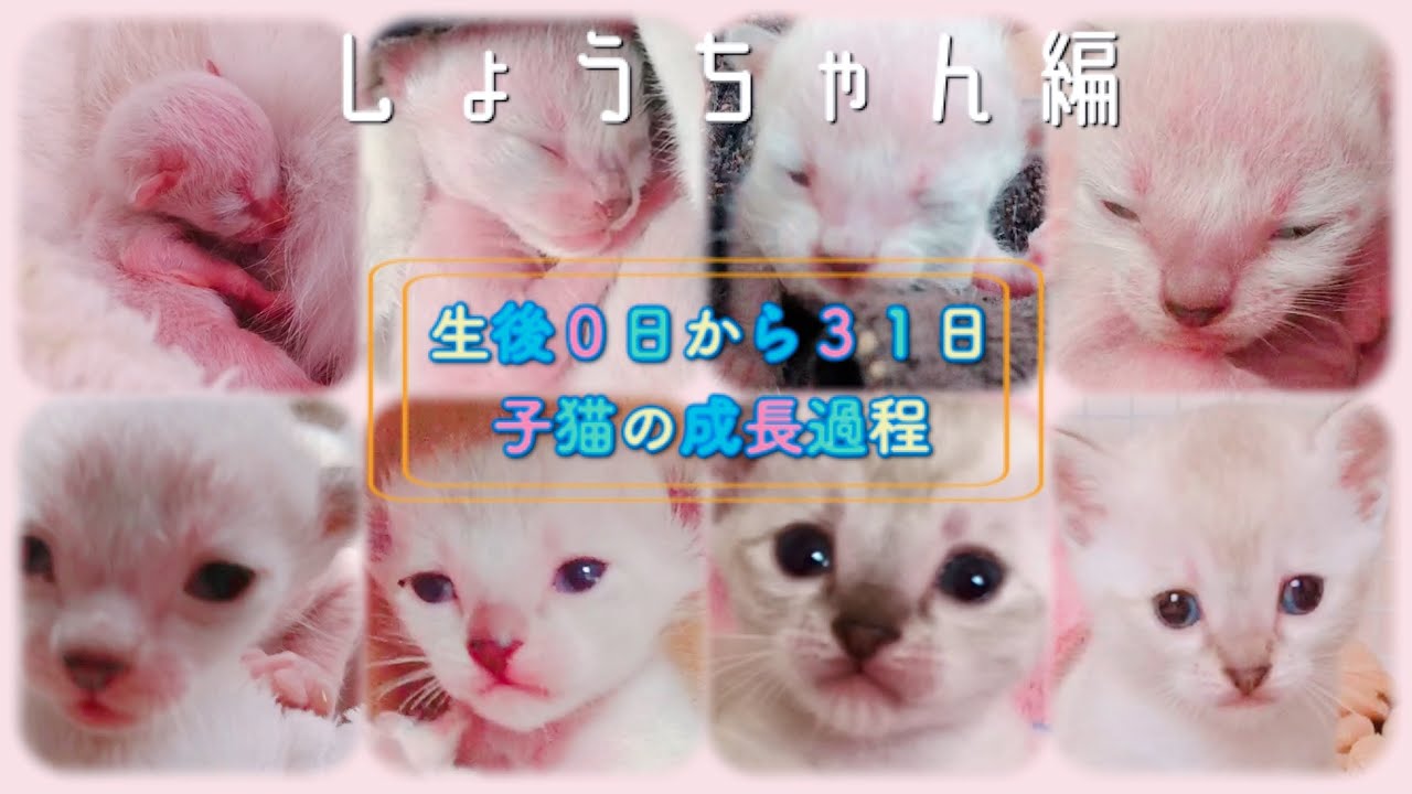 たった40gで生まれた仔猫の奇跡の1ヶ月間【しょうちゃん編】【未熟児子猫成長日記】【Kittens Grow Up Vlog】