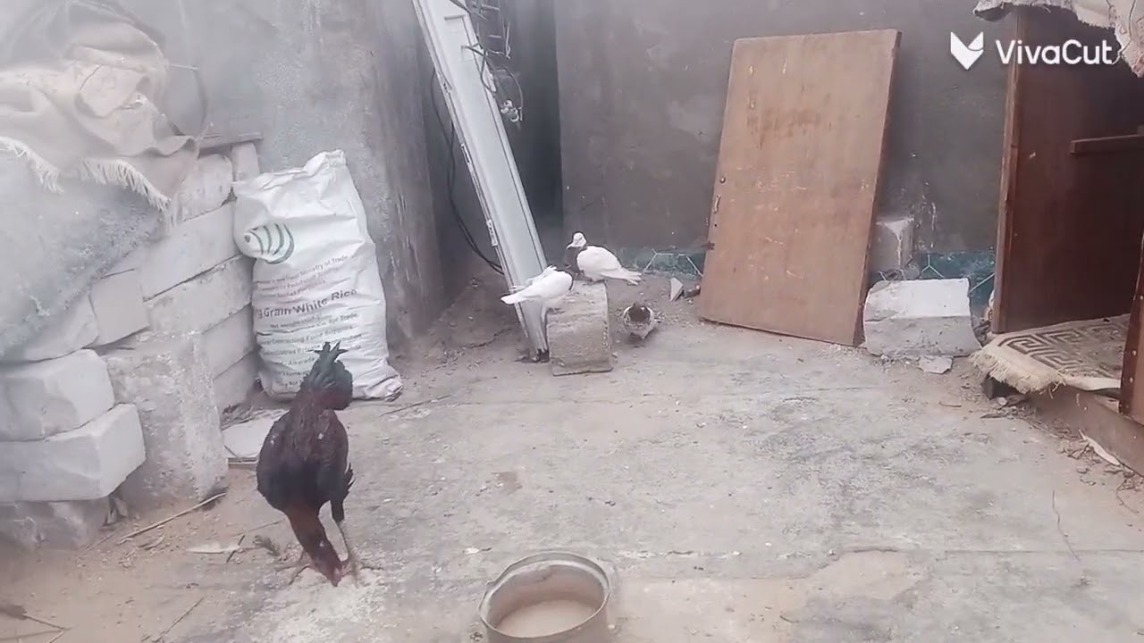 سلام عليكم شلونك شخبارك  شباب لايك وشتراك عمارلباشا  جبنه طيور زبرلي 