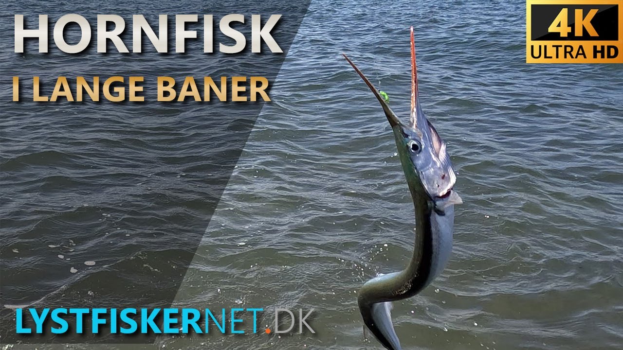 Fisketur den 2023-05-12  |  Hornfisk på flue  |  Hornfiskeri Djursland