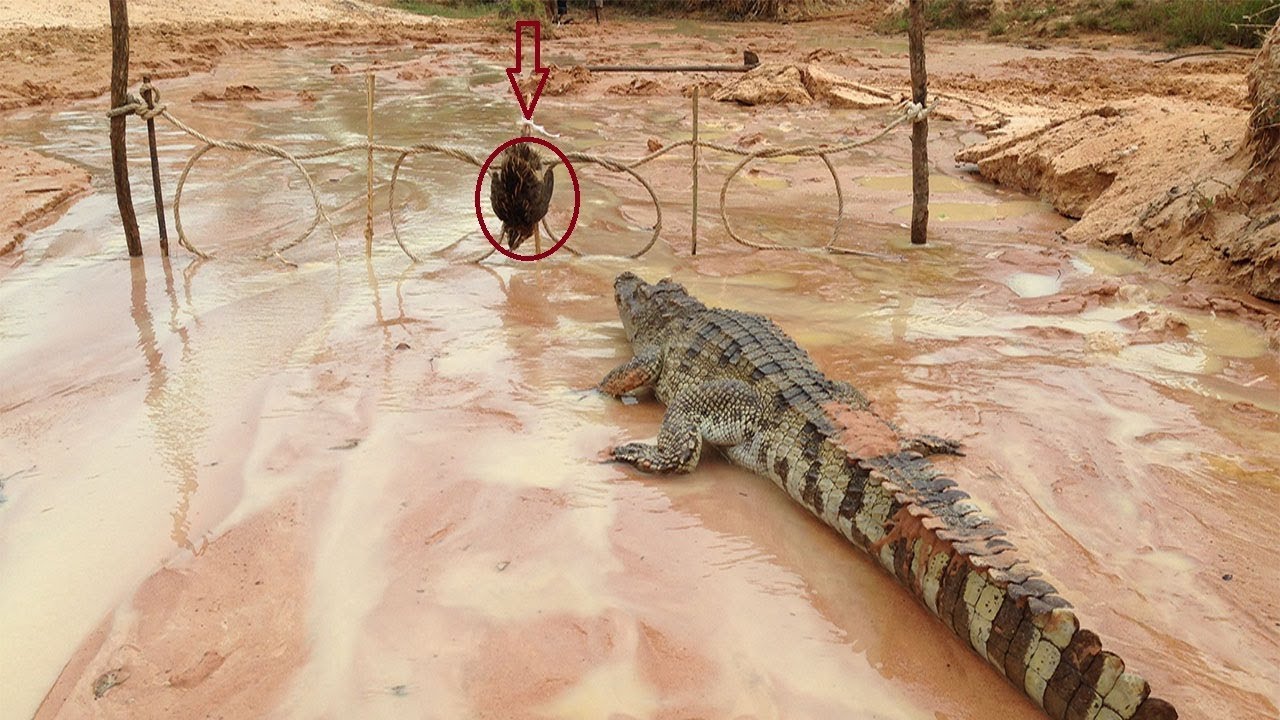 Creative Man Make Best Crocodile Trap Using Cable​​ That Work 100% - Primitive Big Crocodile Traps