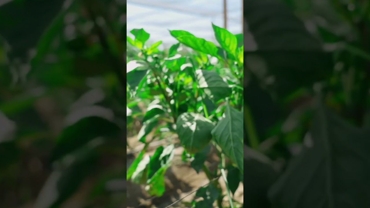 Farming at Temalpakh #farming #agriculture #food #farmer #californiaagriculture