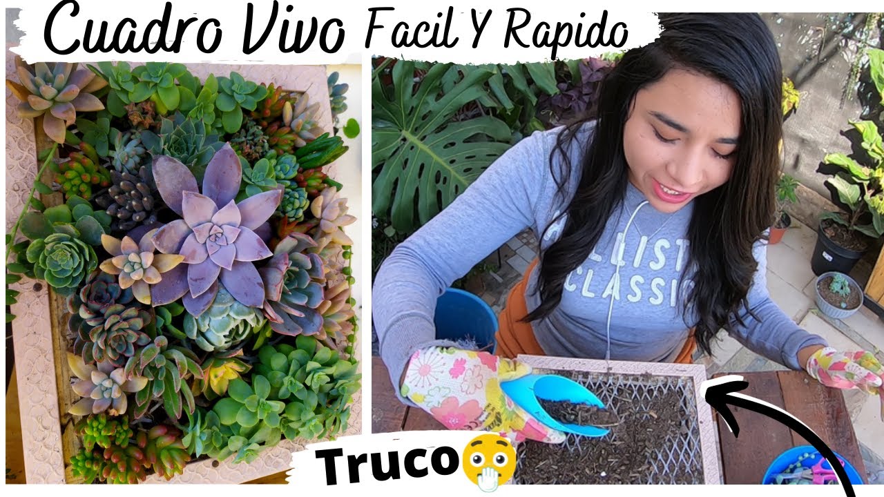 CUADRO VIVO DE SUCULENTAS  +  STORY TIME