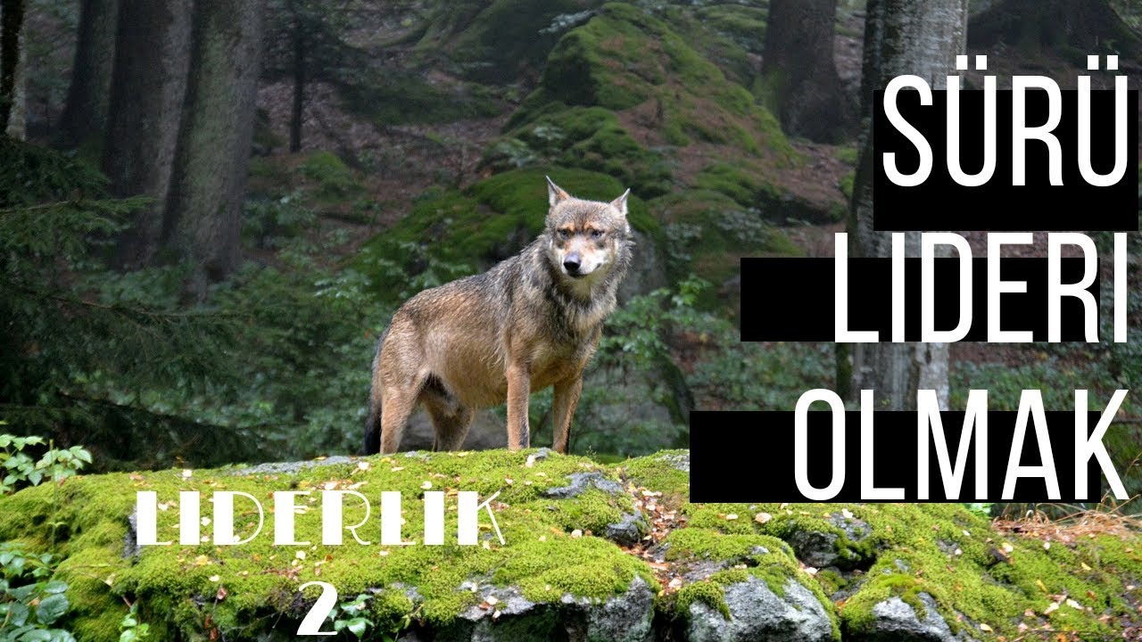 K&ouml;peğin Lideri Nasıl Olunur. 2 | K&ouml;pek Eğitimi Videoları