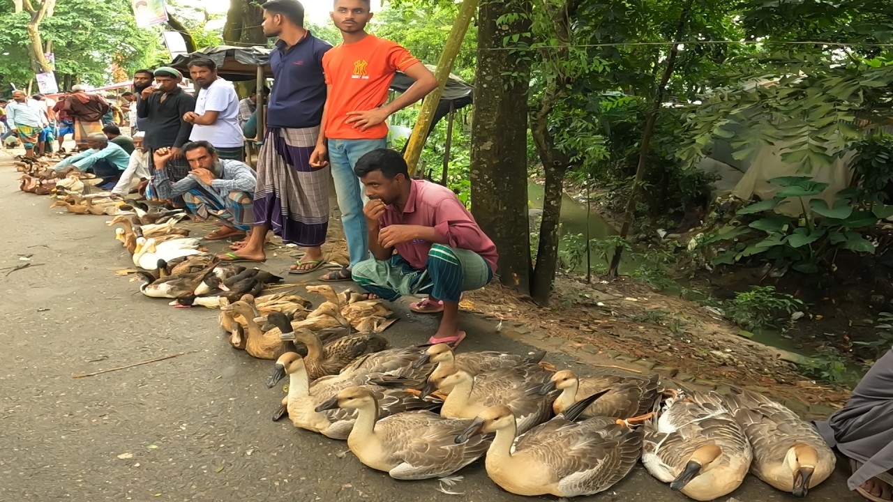 সস্তায় দেশি হাঁস মুরগীর বিখ্যাত গ্রামীণ হাট ময়মনসিংহের ধারা বাজার। Village Market Bangladesh