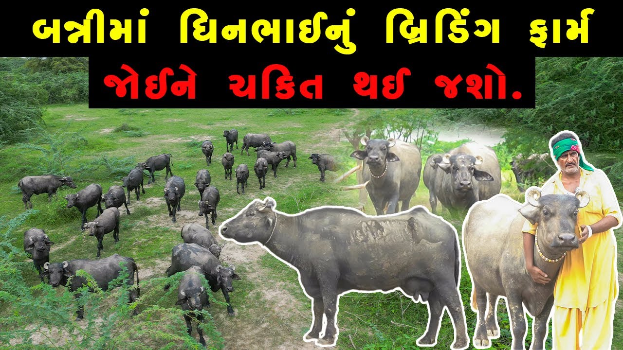 બન્નીમાં ધિનભાઈનું બ્રિડિંગ ફાર્મ જોઈને ચકિત થઈ જશો.