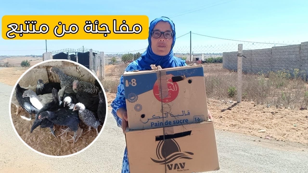 هدية من متتبع لنا فنظركم شنو نوع هاد السلالات 🤷🐔🥚