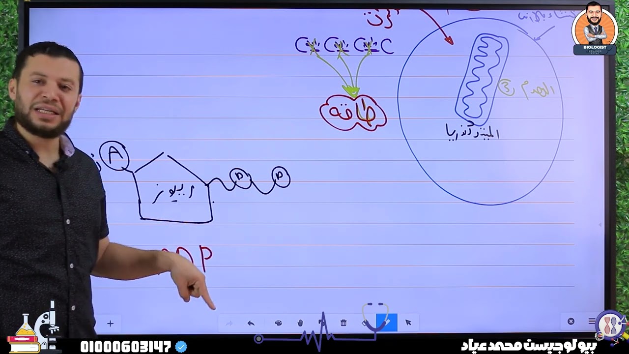 بأبسط طريقة افهم درس التنفس الخلوى | انشطار جزئ الجلوكوز | احياء الصف الثانى الثانوى