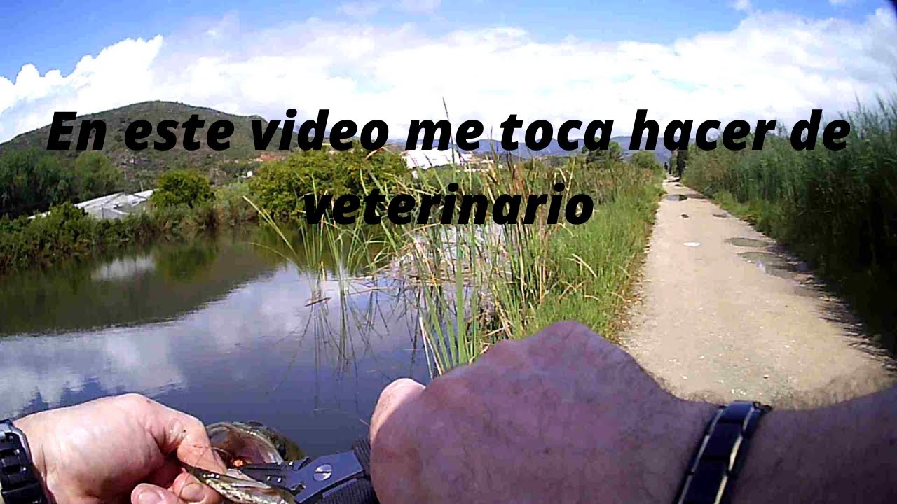En este video me toca hacer de veterinario