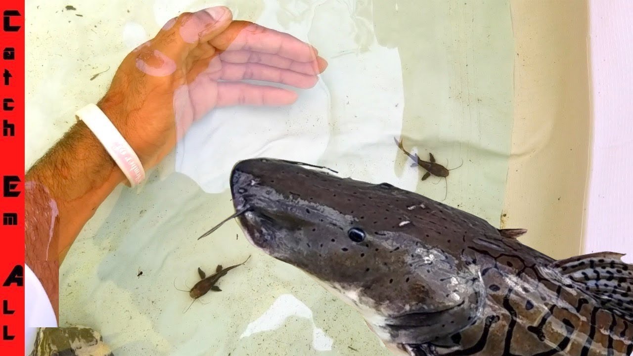 First Batch of BABY CATFISH HYBRIDS!