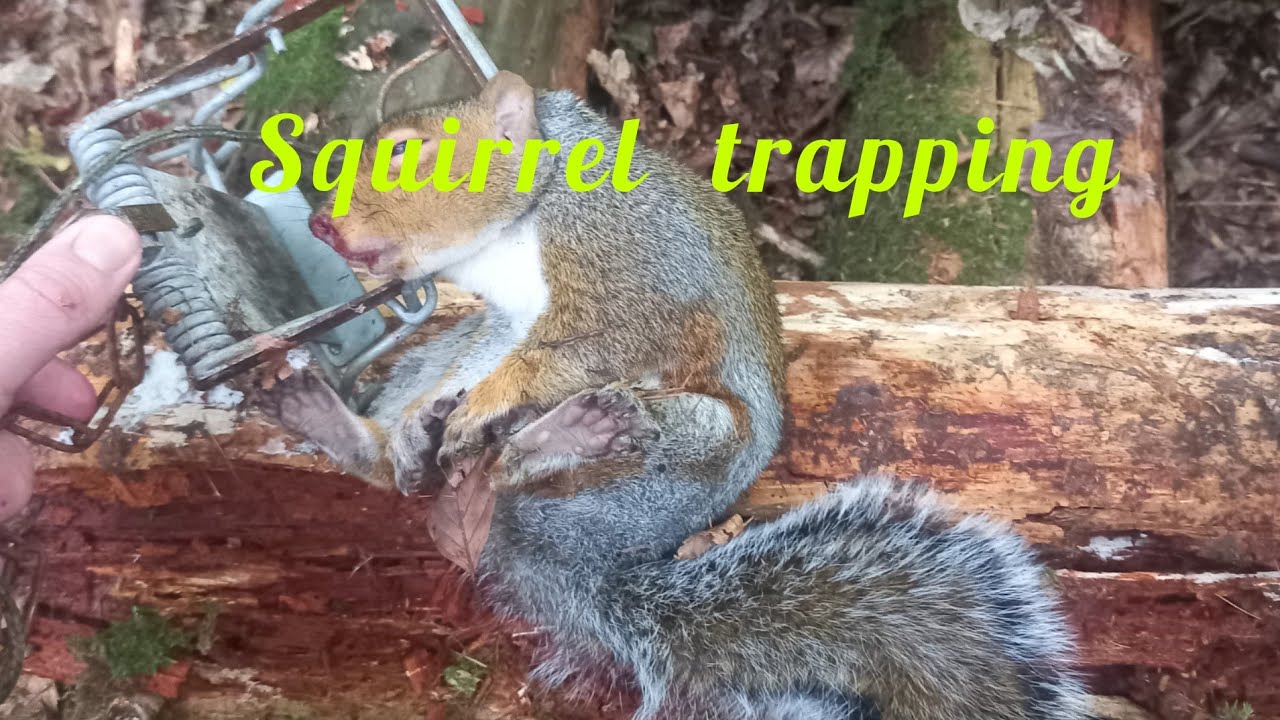 Beginners guide to squirrel trapping mk4 fenn