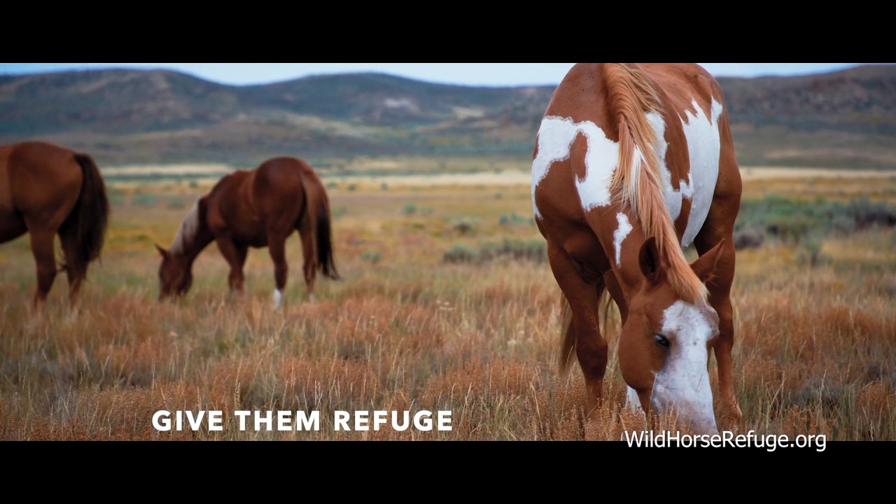 Give Wild Horses 30,000 Acres of Freedom