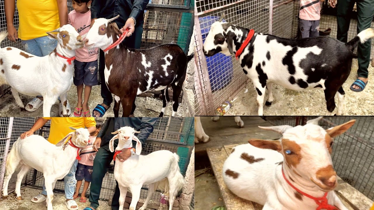Bakra eid 2023 ke Abdullah bhai ke bakre | Medium range goat lott | Lucknow uttar pradesh