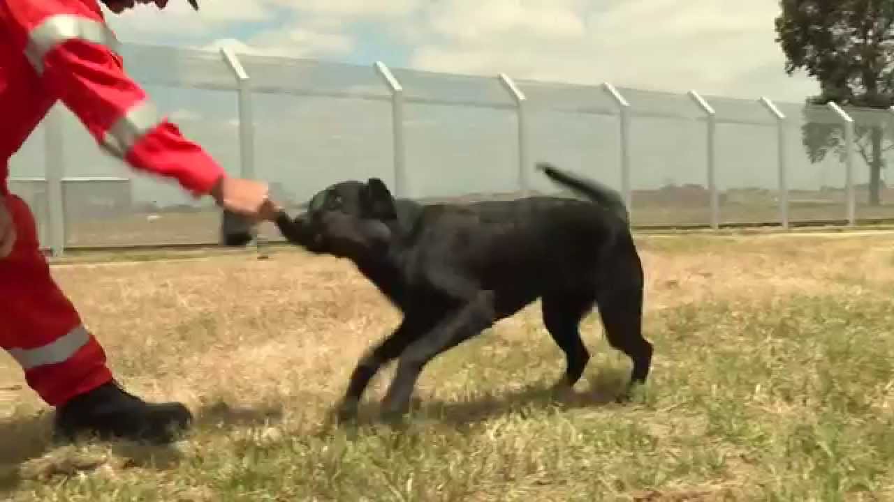 Search and Rescue dog training with the MFB