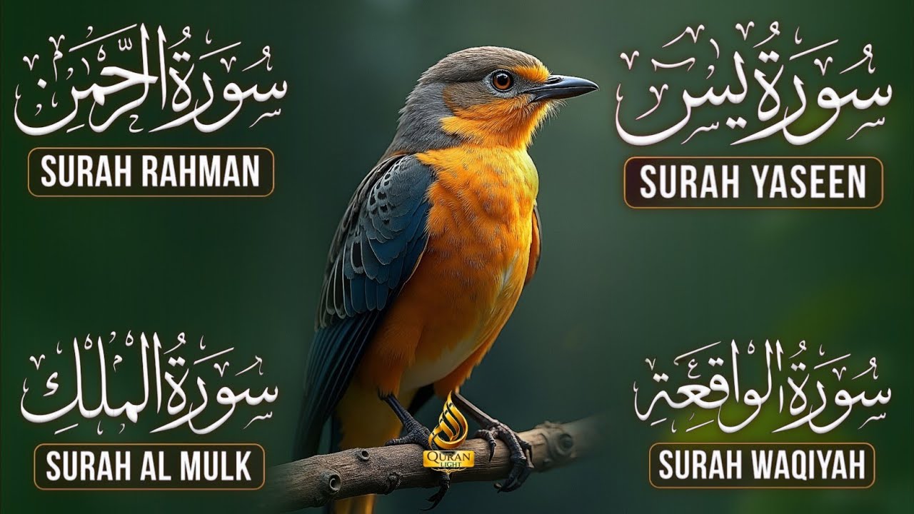 Surah Yasin | Surah Rahman | Surah Waqia | Surah Mulk | Full HD | Quran Hour | Alaa Aqel