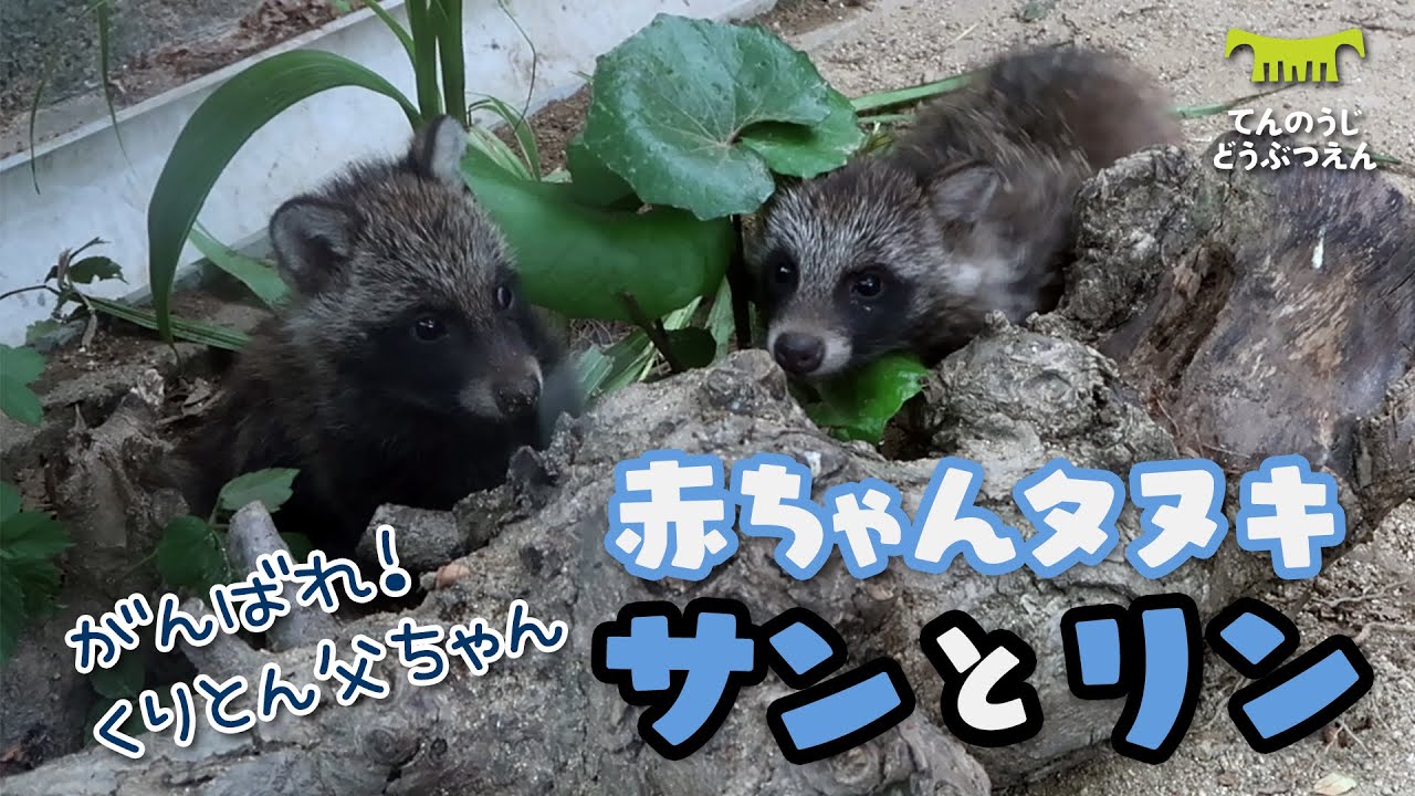 がんばれ新米とうちゃん！スクスク仔だぬきサン&リン【大阪市 天王寺動物園】ホンドタヌキのくりとん父ちゃん、4/28生まれの赤ちゃんサンとリン