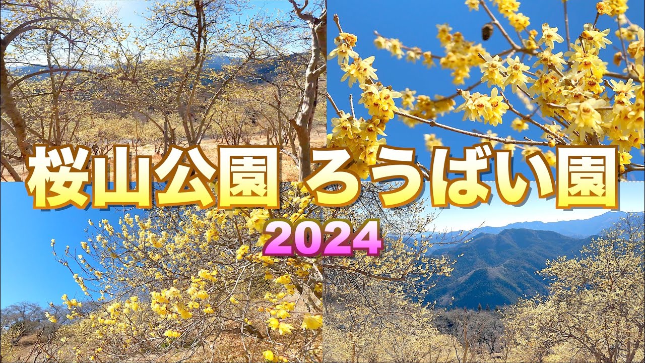 【桜山公園ろうばい園2024】【見頃】【群馬県　藤岡市】／4K／Sakurayama Park ／Wintersweet
