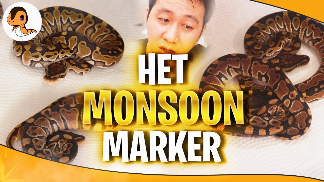 Het Monsoon Marker, Bisa Dilihat atau Gak?