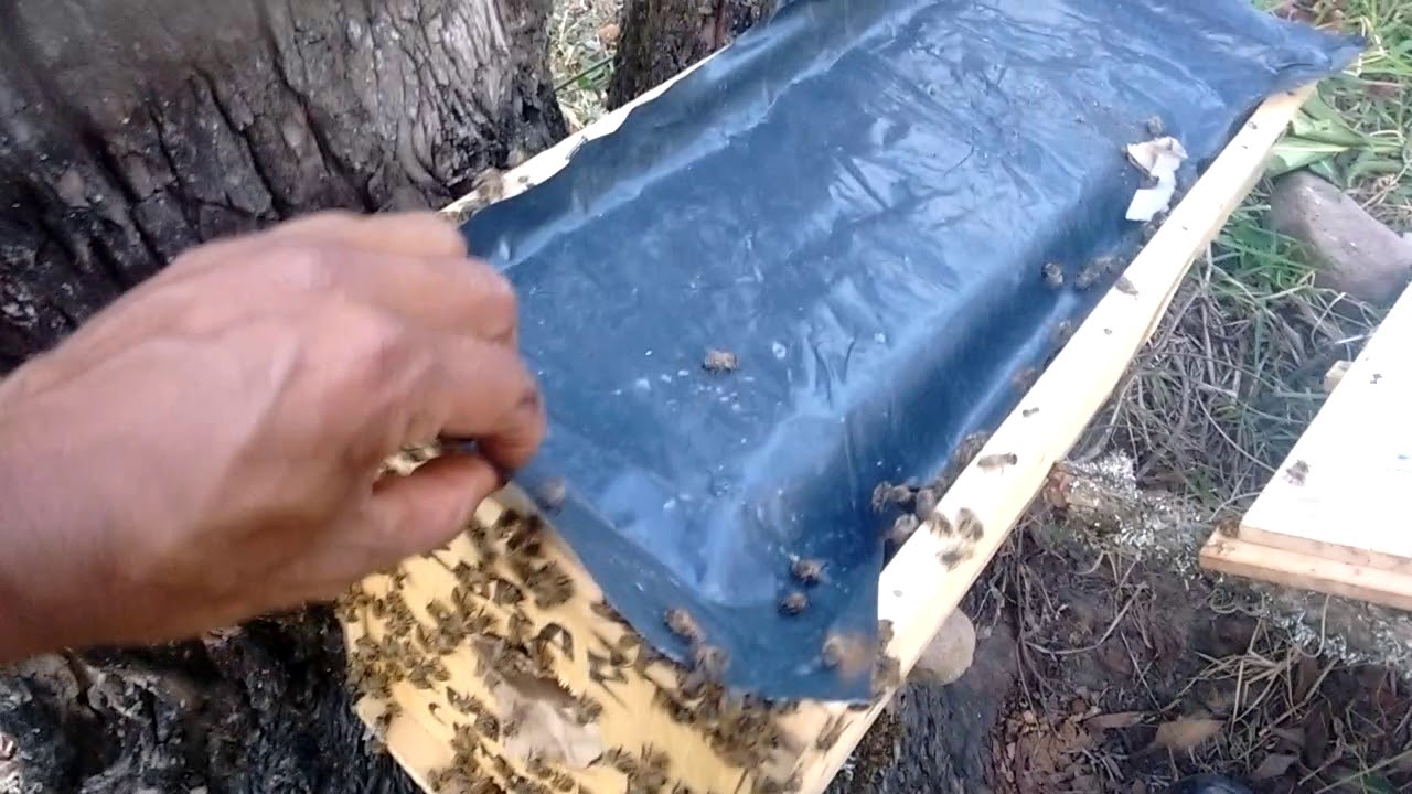 Extracción de enjambre con técnica del embudo